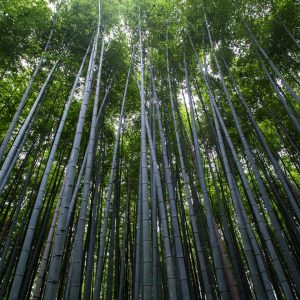 Bamboo Forest