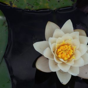 Lotus Flower
